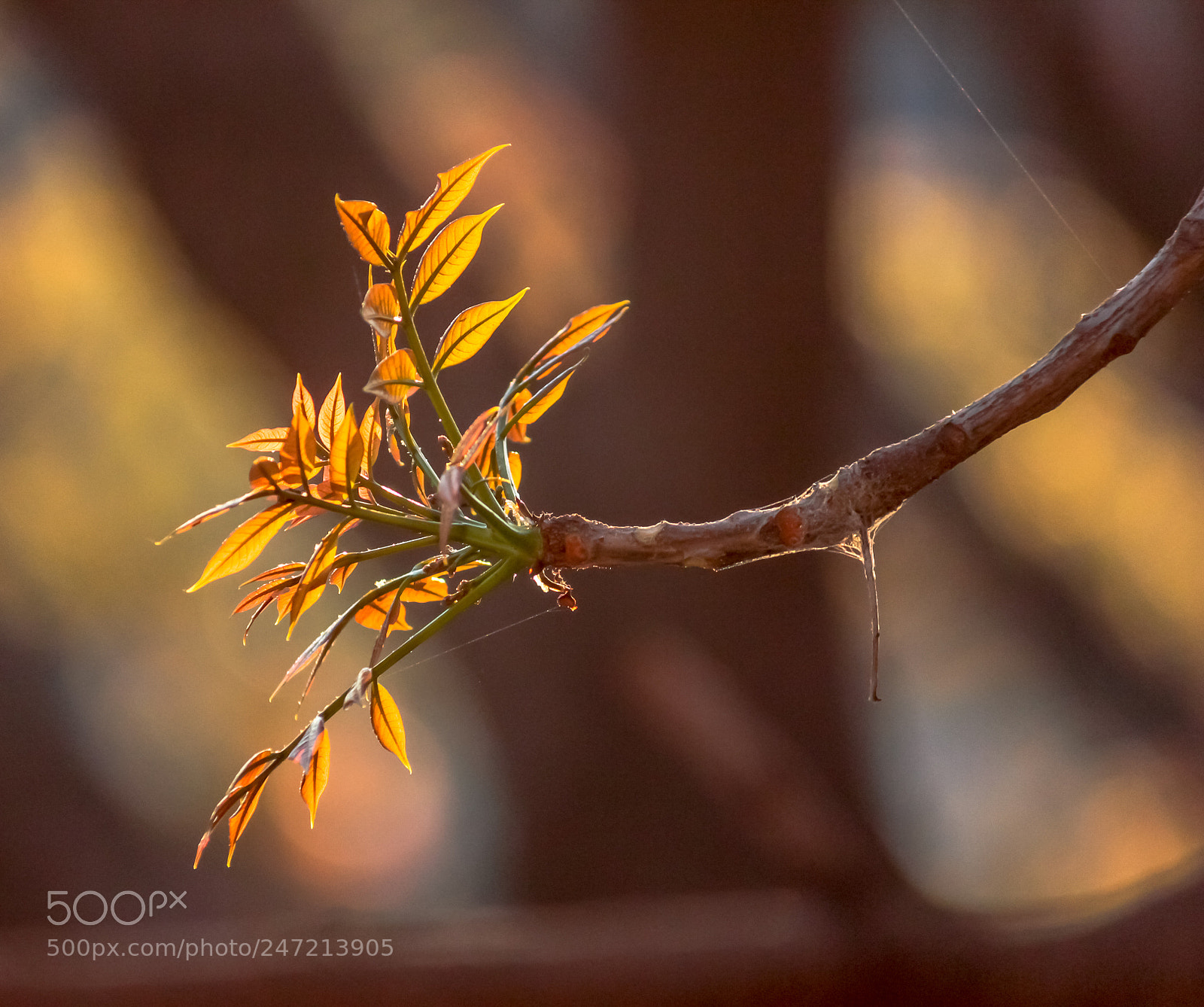 Canon EOS 600D (Rebel EOS T3i / EOS Kiss X5) sample photo. Sun lit leaves from photography