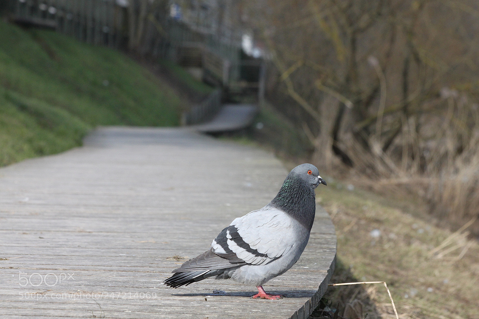 Canon EOS 500D (EOS Rebel T1i / EOS Kiss X3) sample photo. Passerelle! photography