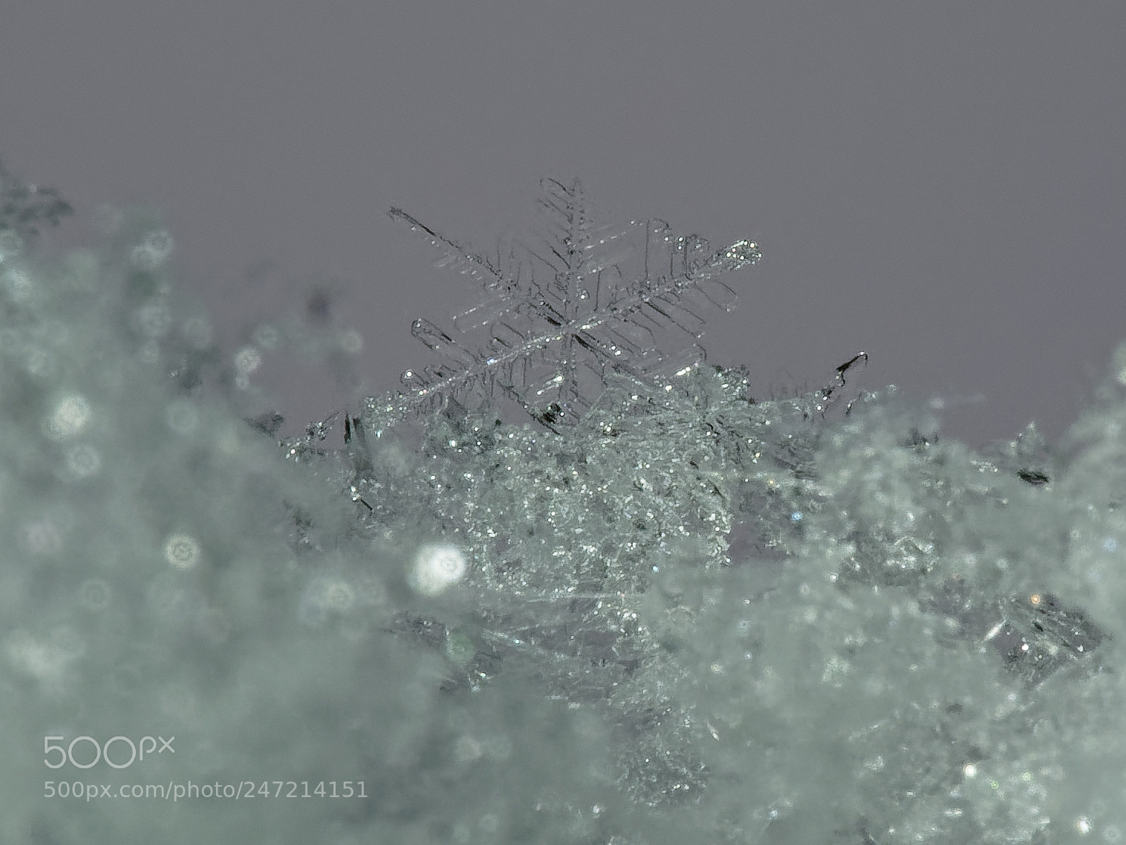 Olympus OM-D E-M1 sample photo. Schneekristall photography