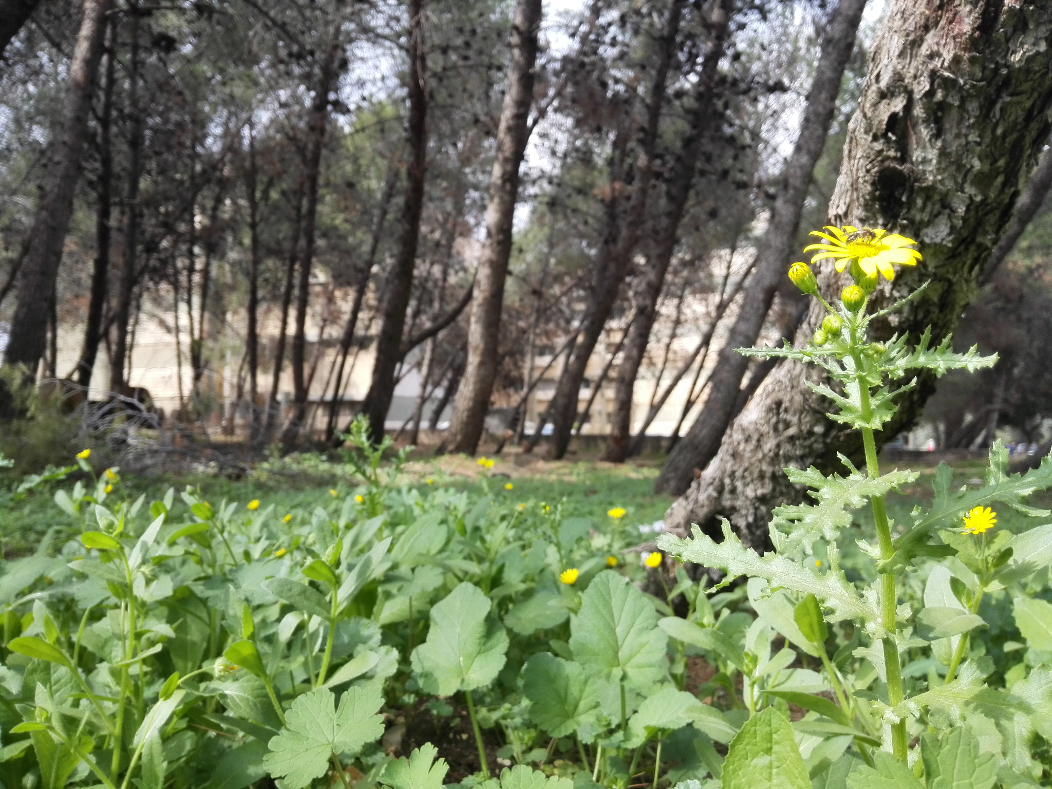 HUAWEI P7-L10 sample photo