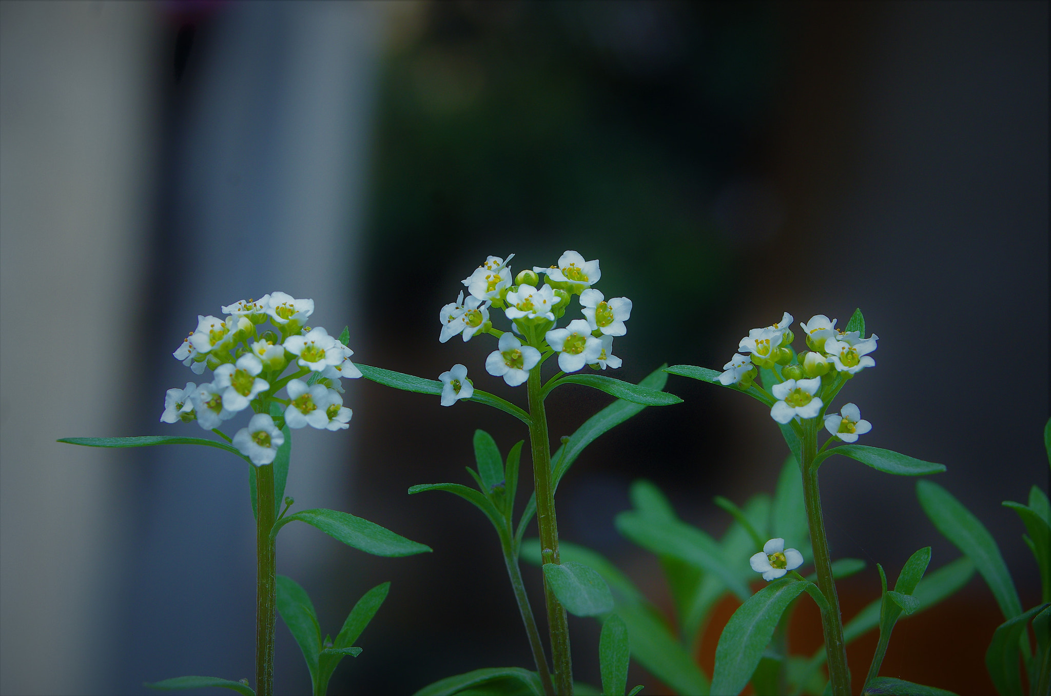 Pentax K-5 II + smc PENTAX-F 35-80mm F4-5.6 sample photo. Imgp photography