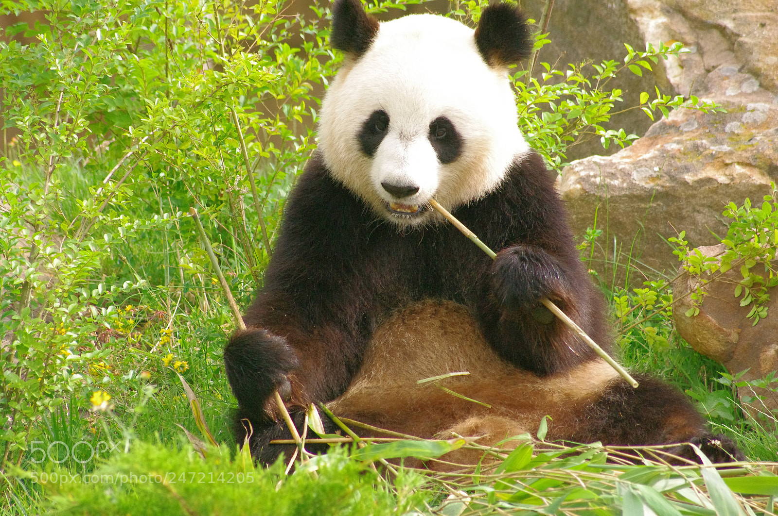 Pentax K-7 sample photo. Panda 2 photography