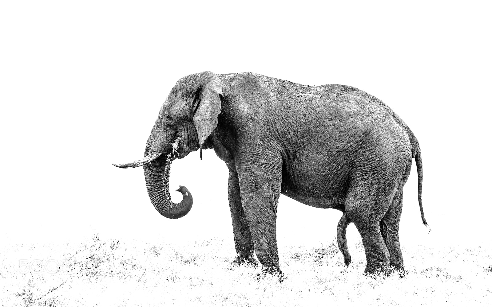 Nikon D810 sample photo. Old five legs x photography