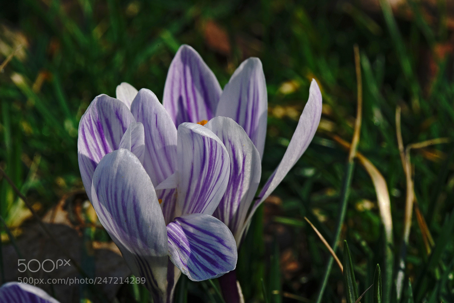 Sony a7R II sample photo. Striped croci photography