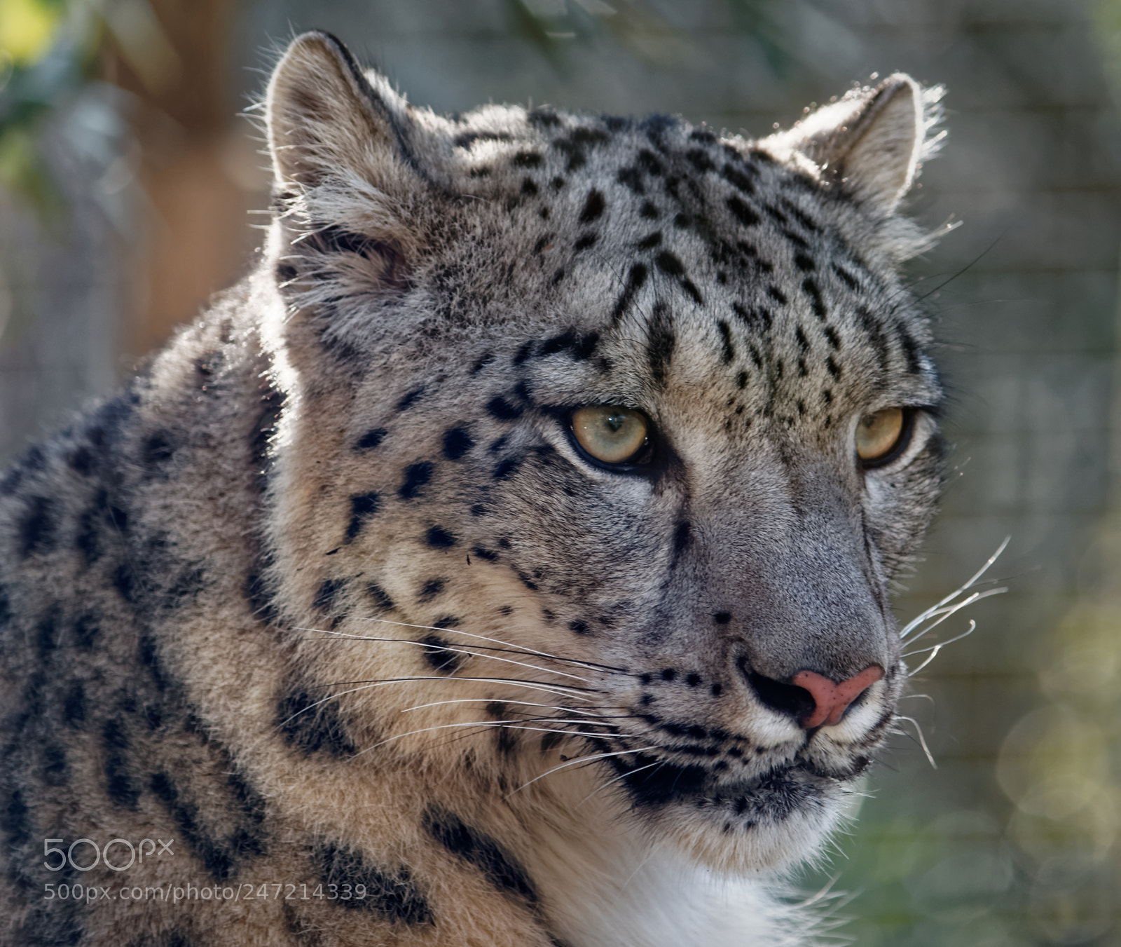 Nikon D3200 sample photo. Snow leopard photography