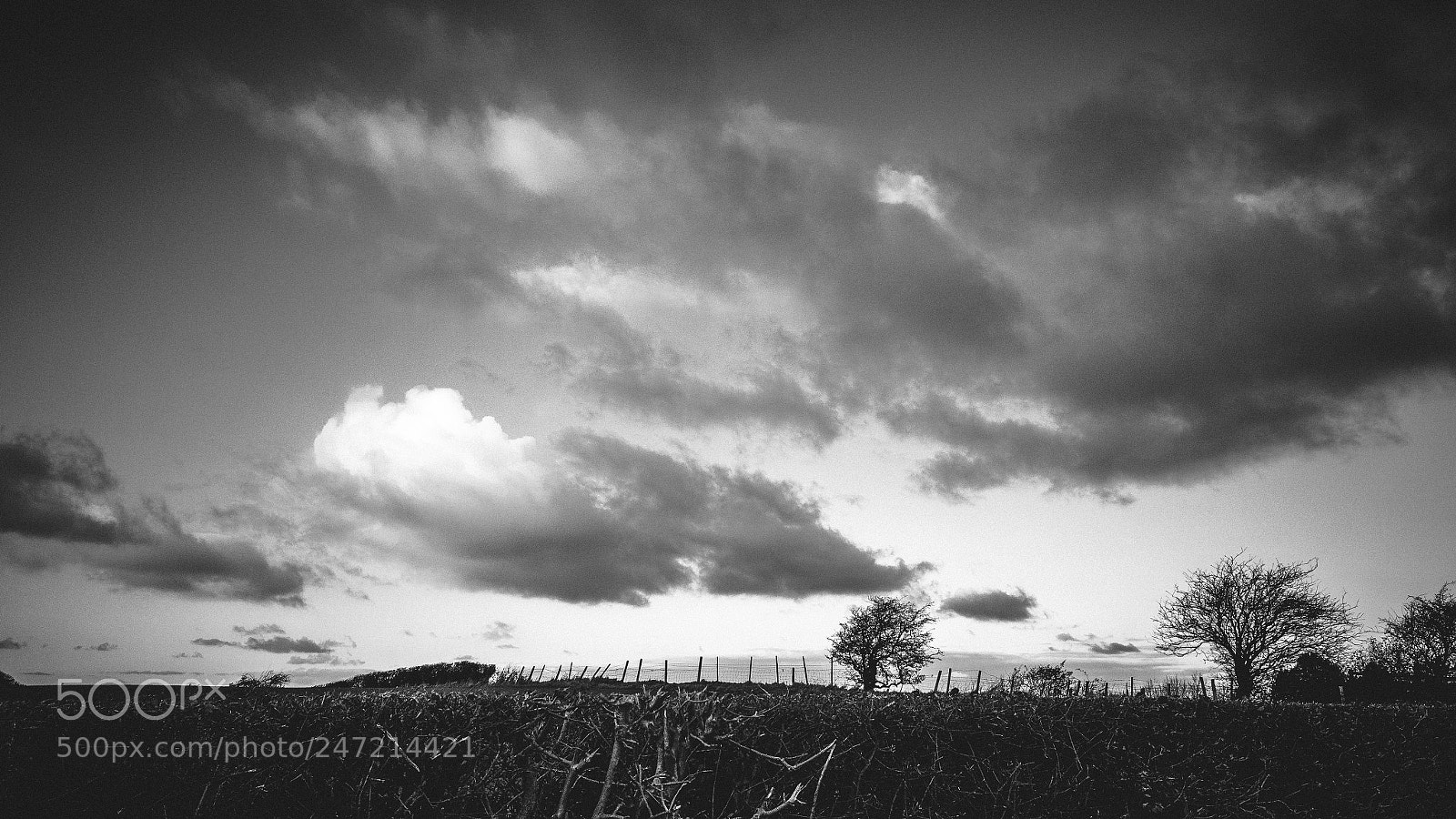 Ricoh GR II sample photo. Clouds, trees and hedges photography