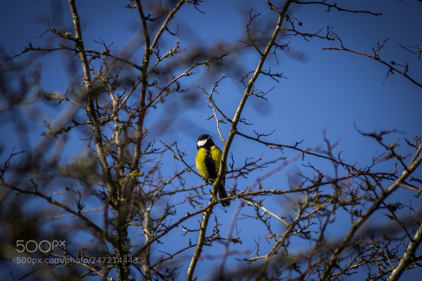 Canon EOS 600D (Rebel EOS T3i / EOS Kiss X5) sample photo. Winter tit (parus) photography