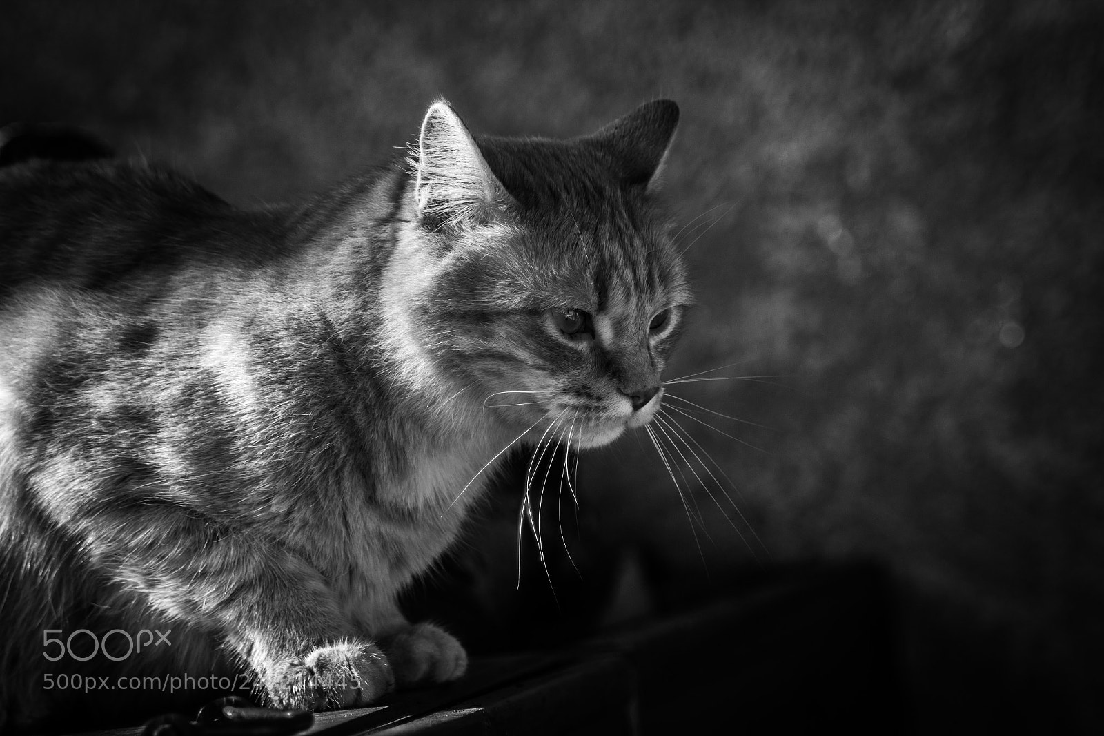 Canon EOS 600D (Rebel EOS T3i / EOS Kiss X5) sample photo. The cat photography