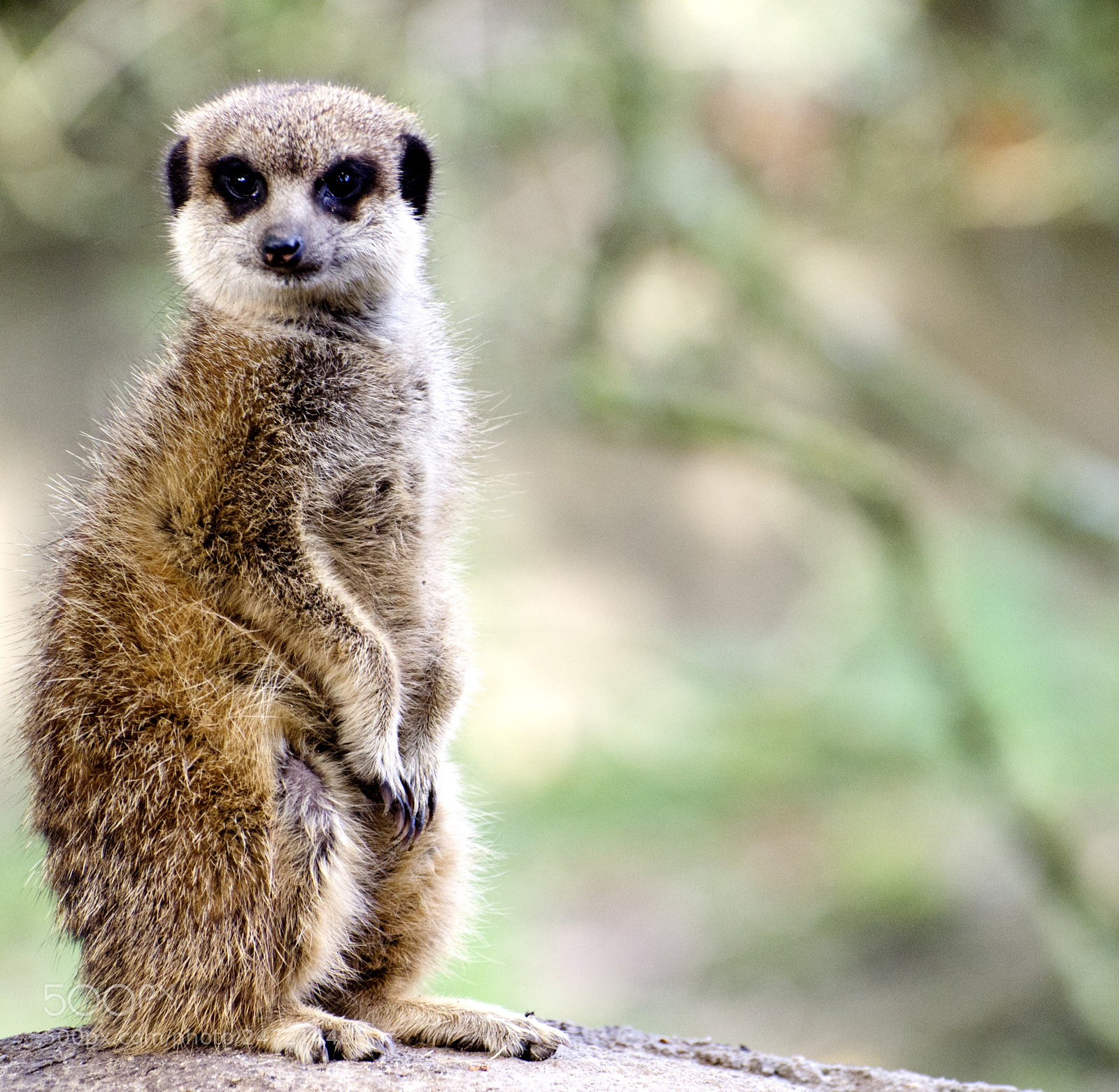 Nikon D5100 sample photo. Meerkat in burgers zoo photography