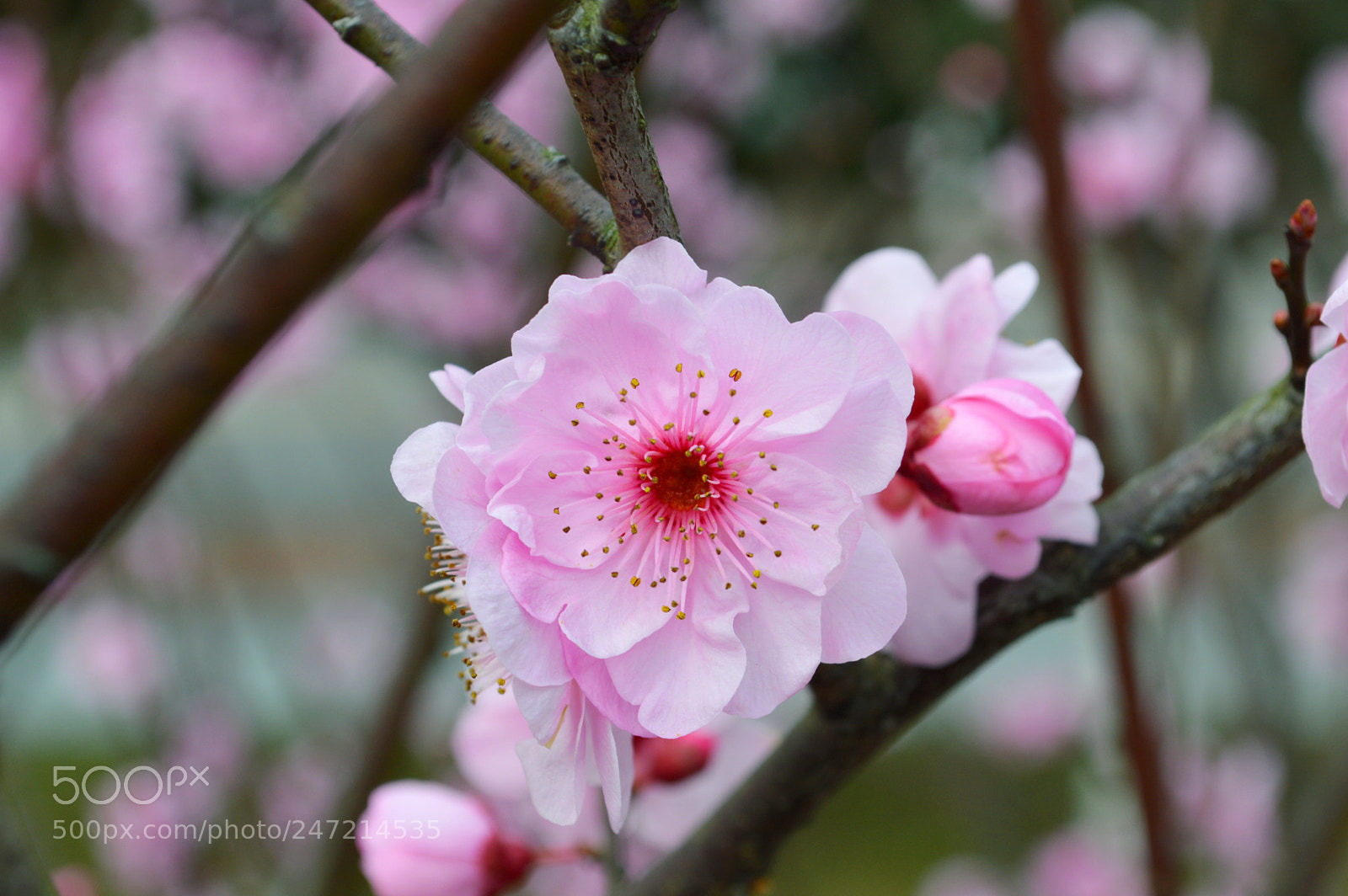 Nikon D3200 sample photo. Flower photography