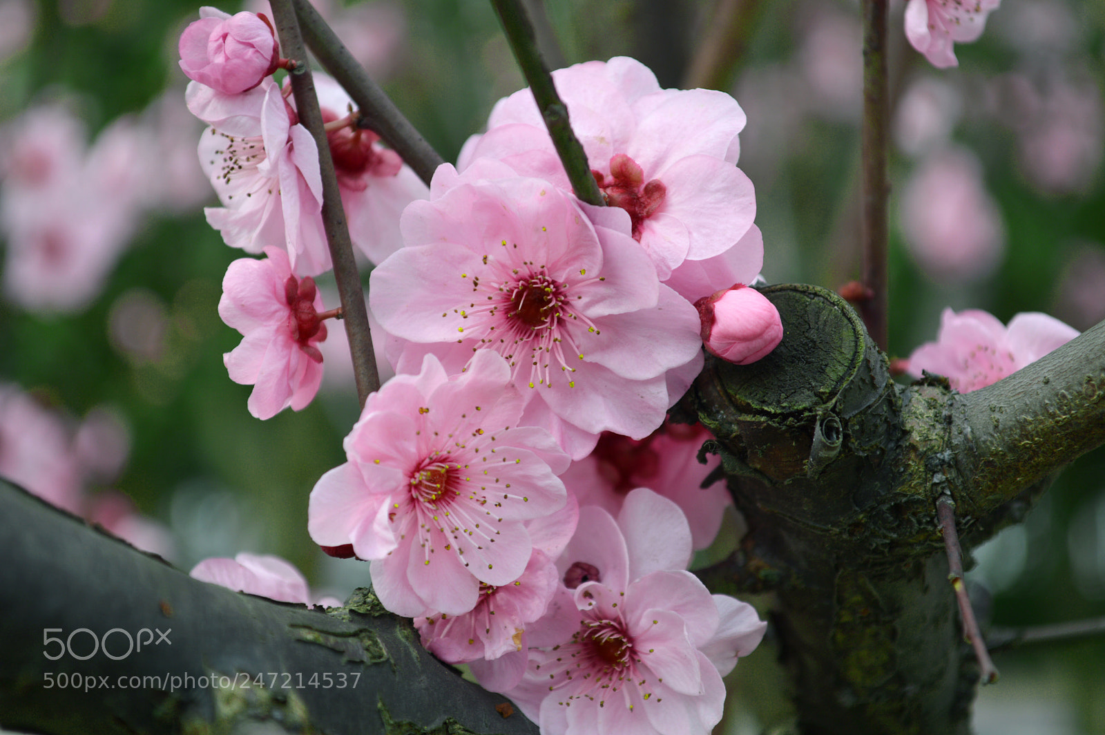 Nikon D3200 sample photo. Flower photography