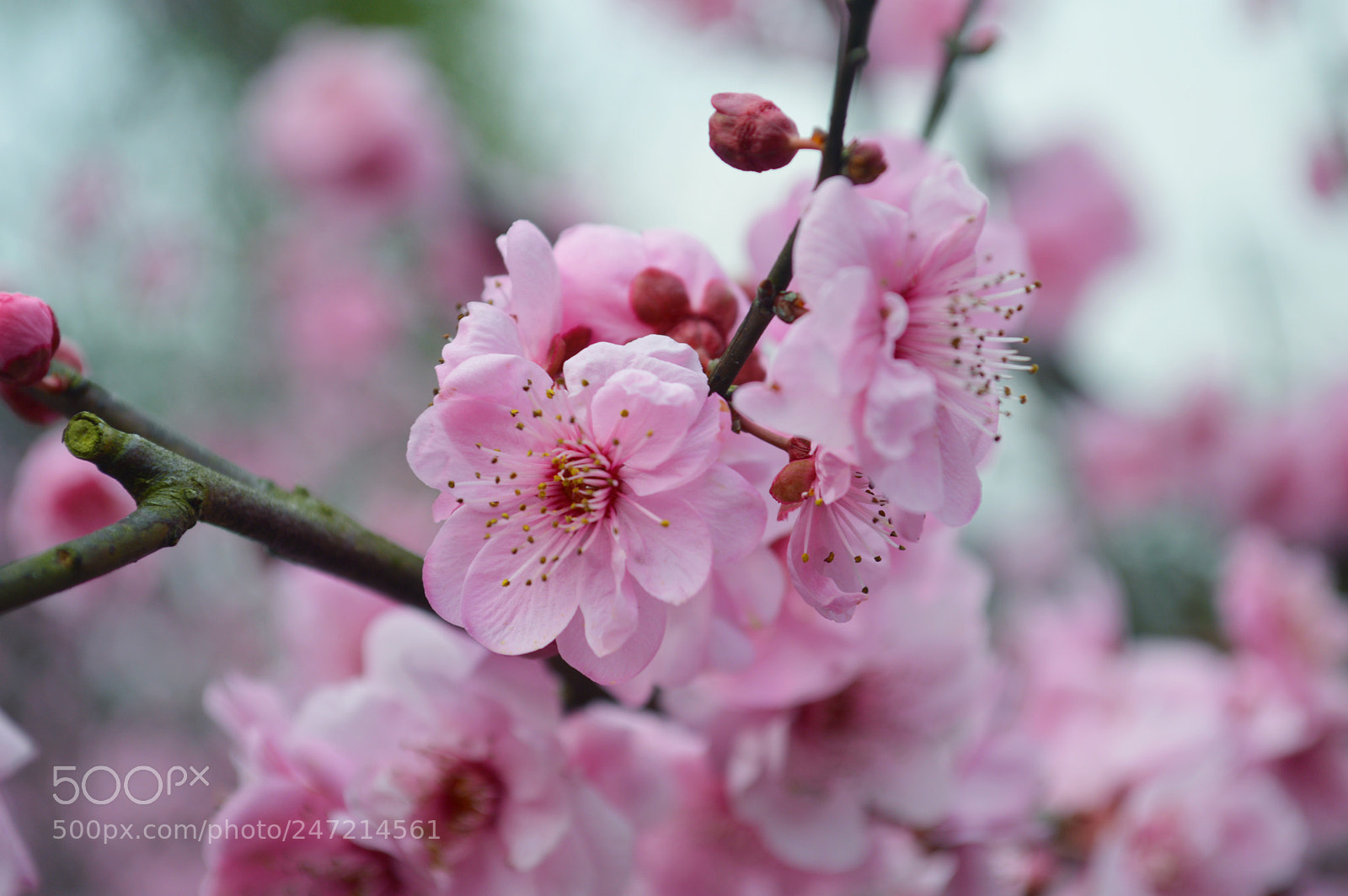Nikon D3200 sample photo. Flower photography