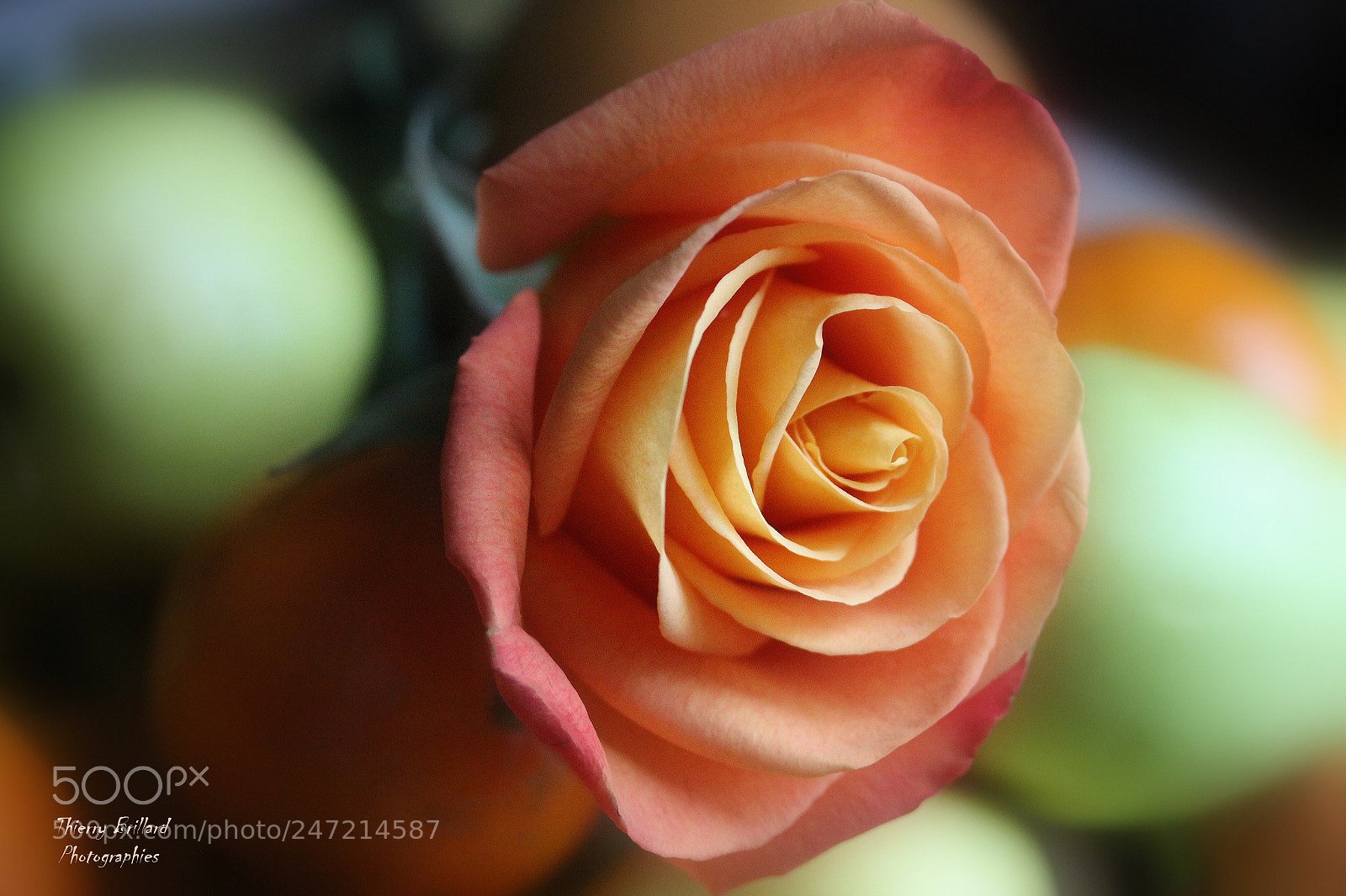Canon EOS 600D (Rebel EOS T3i / EOS Kiss X5) sample photo. Oranges pommes et rose photography