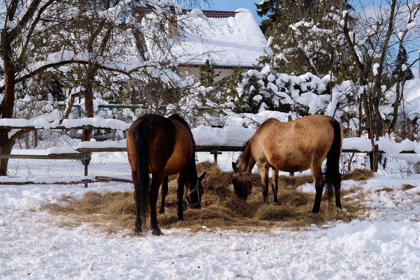 Fujifilm X-T20 sample photo. Ahalketin horses photography