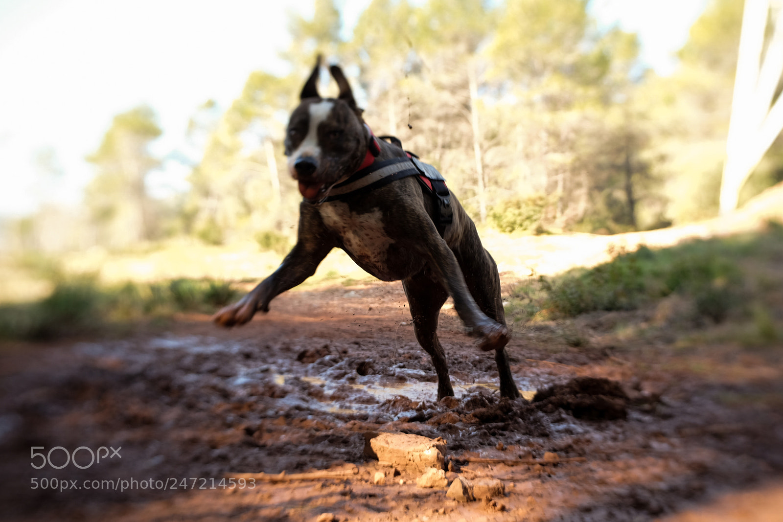 Fujifilm X-T10 sample photo. Untitled photography