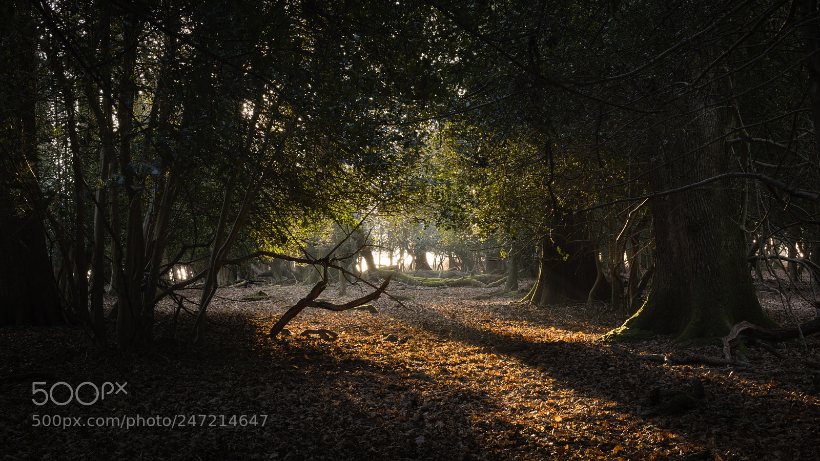 Nikon D7200 sample photo. Clearing in the trees photography