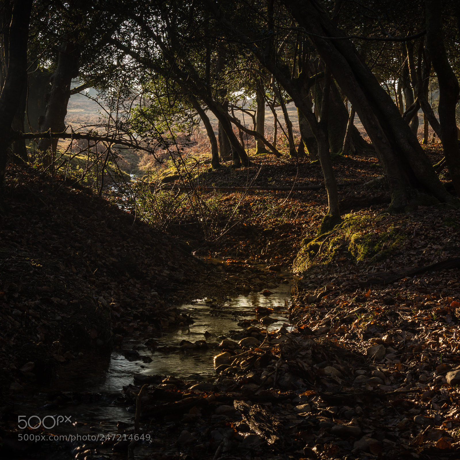 Nikon D7200 sample photo. Stream photography