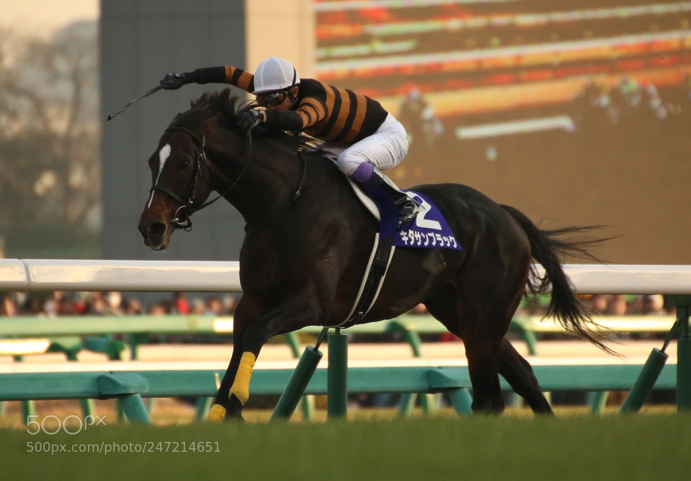 Canon EOS-1D X sample photo. 有馬記念 photography