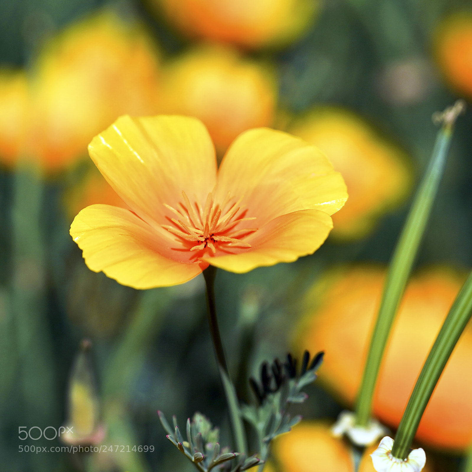 Sony a9 sample photo. Yellow poppy in 150 photography