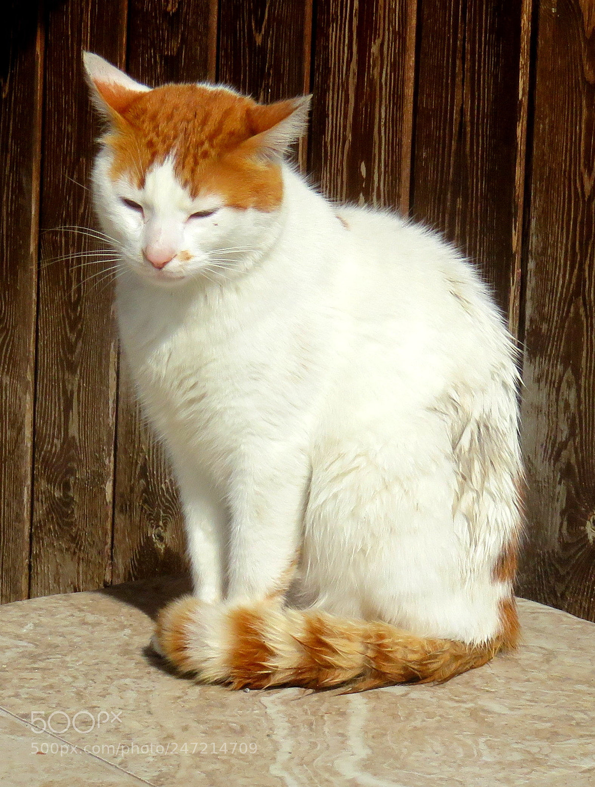 Canon PowerShot SX710 HS sample photo. Img photography