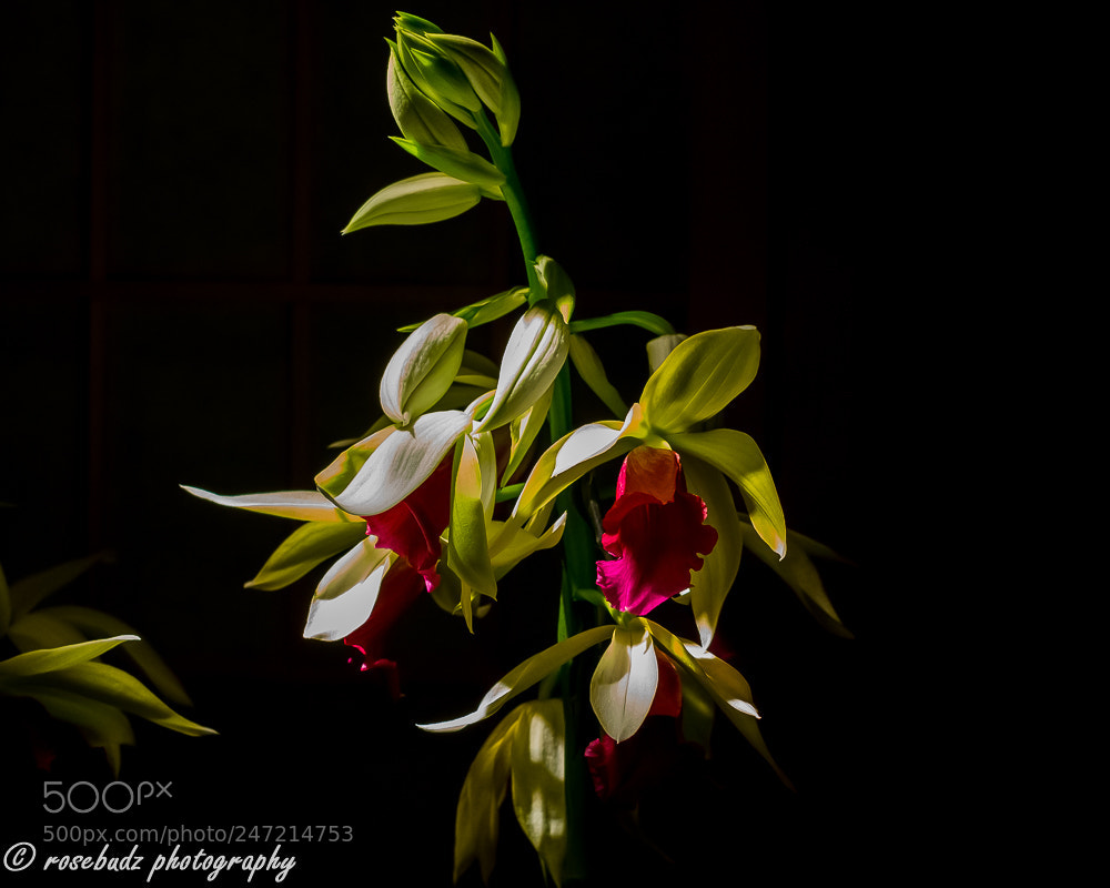 Nikon D7100 sample photo. Cbg orchid show i photography