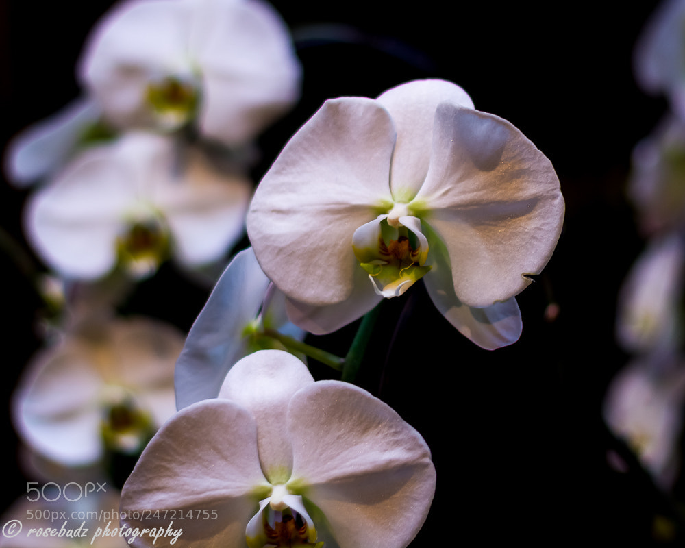 Nikon D7100 sample photo. Cbg orchid show ii photography