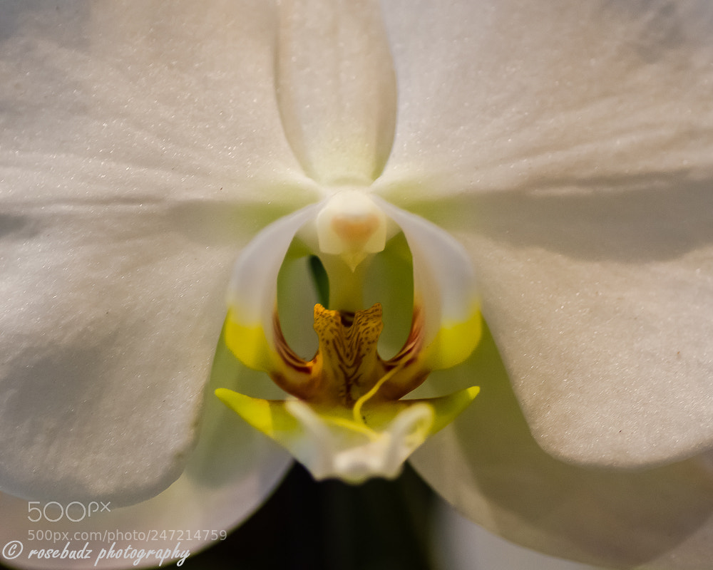 Nikon D7000 sample photo. Cbg orchid show iii photography