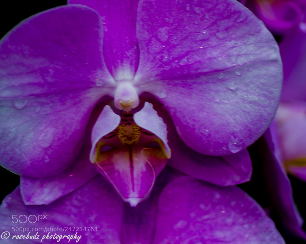 Nikon D7000 sample photo. Cbg orchid show iv photography