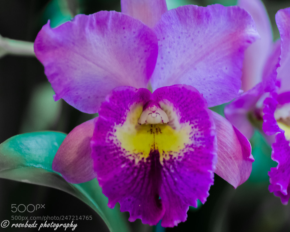 Nikon D7000 sample photo. Cbg orchid show v photography