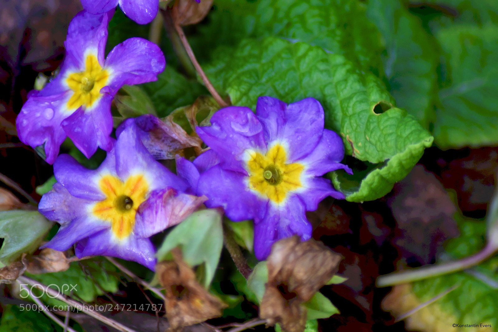 Nikon D3400 sample photo. Blooming in winter photography