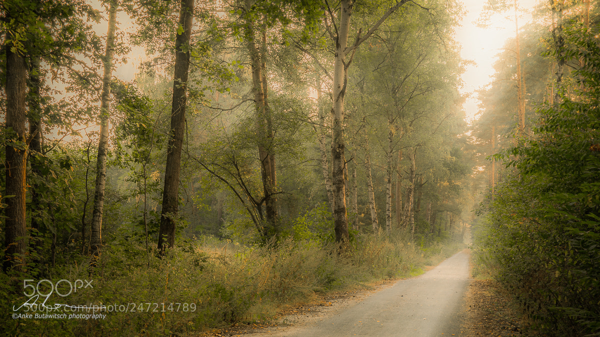 Sony a7R II sample photo. Trail photography