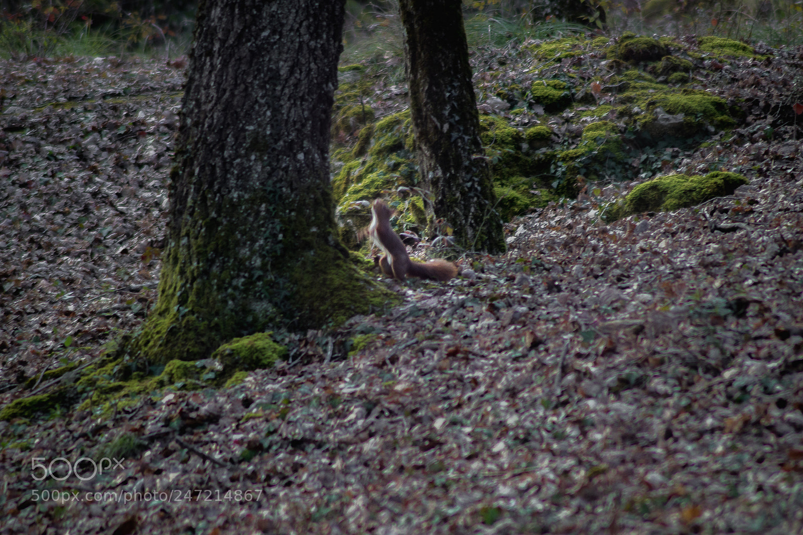 Canon EOS 600D (Rebel EOS T3i / EOS Kiss X5) sample photo. Jumping squirrel photography
