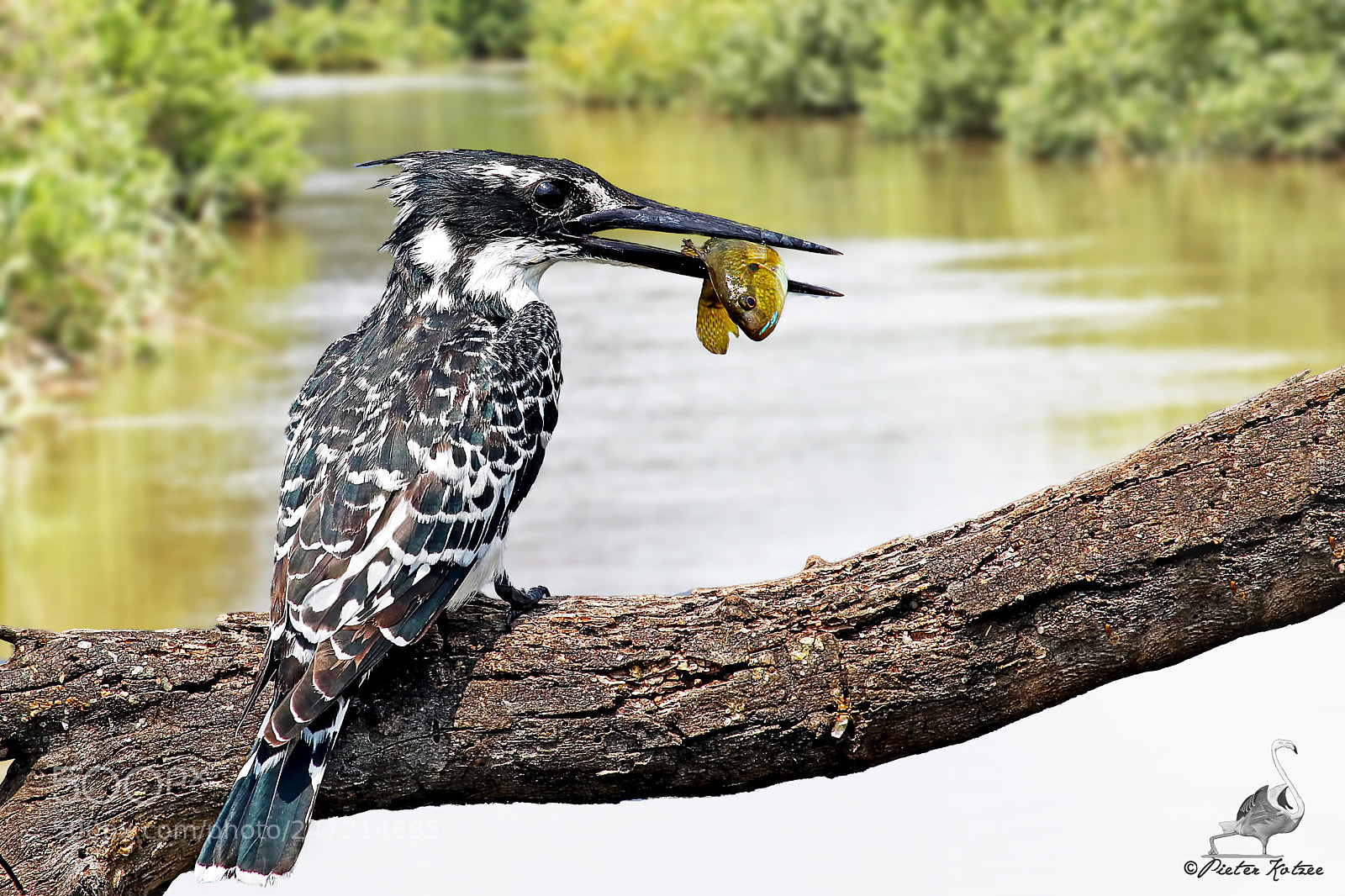 Canon EOS 80D sample photo. Pied kingfisher photography