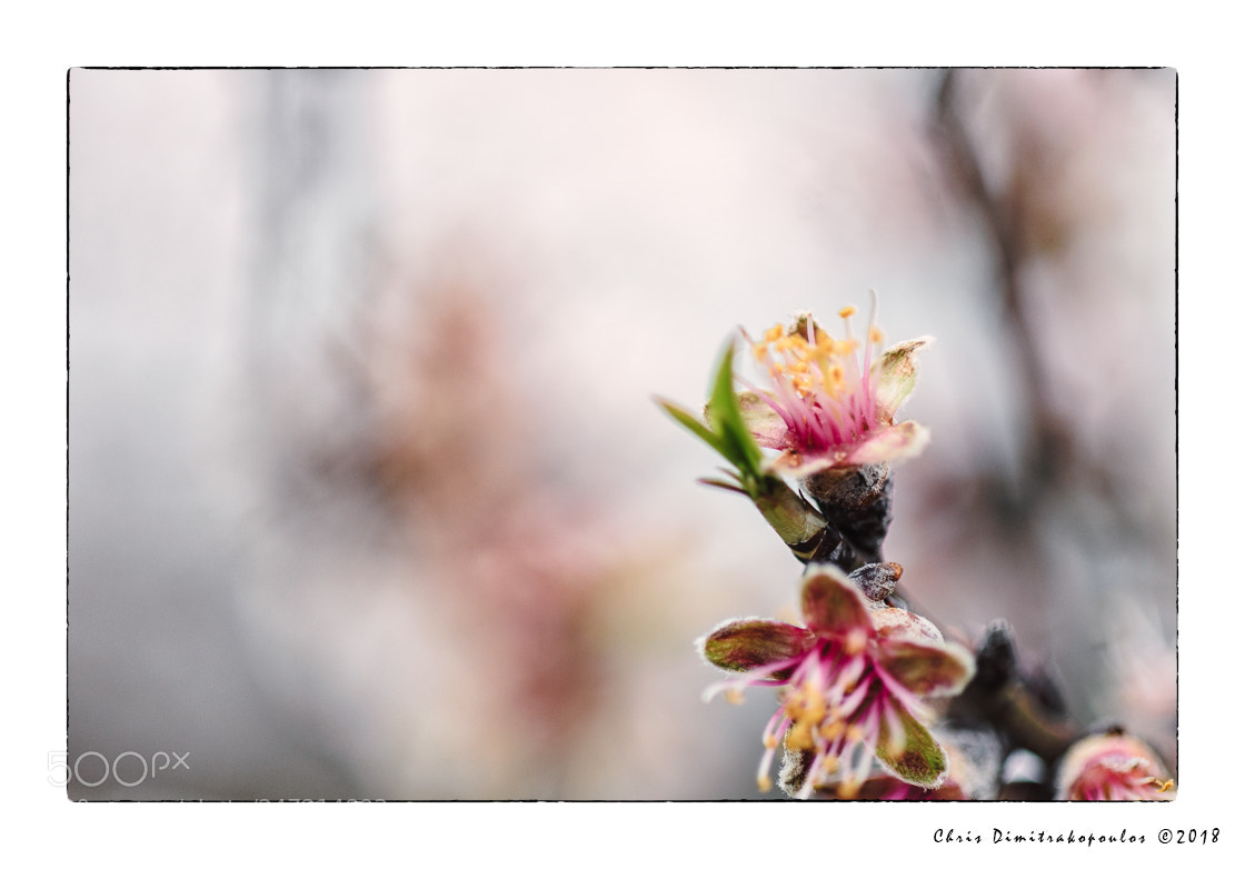 Nikon D7000 sample photo. Winter's blossom photography