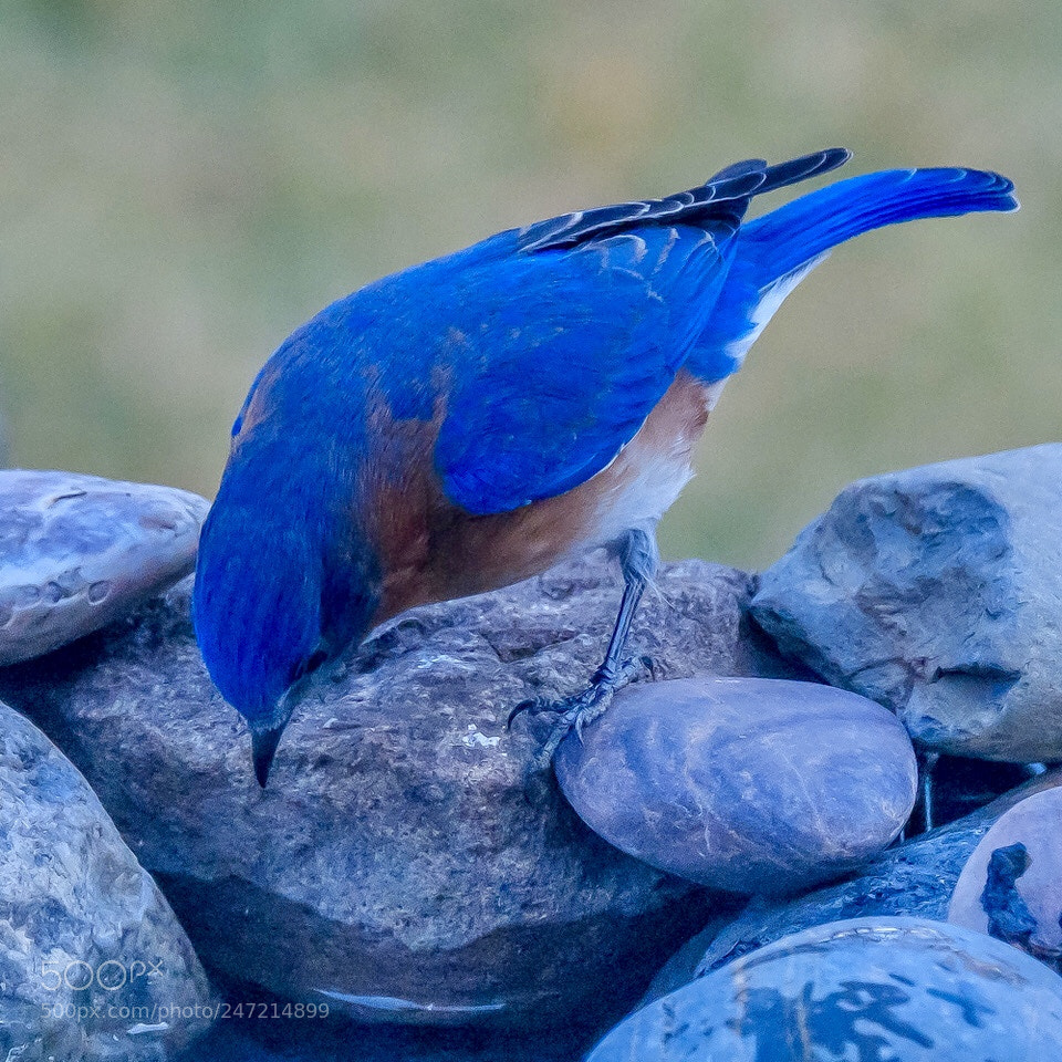 Fujifilm X-T2 sample photo. Watering hole the bluebirds photography