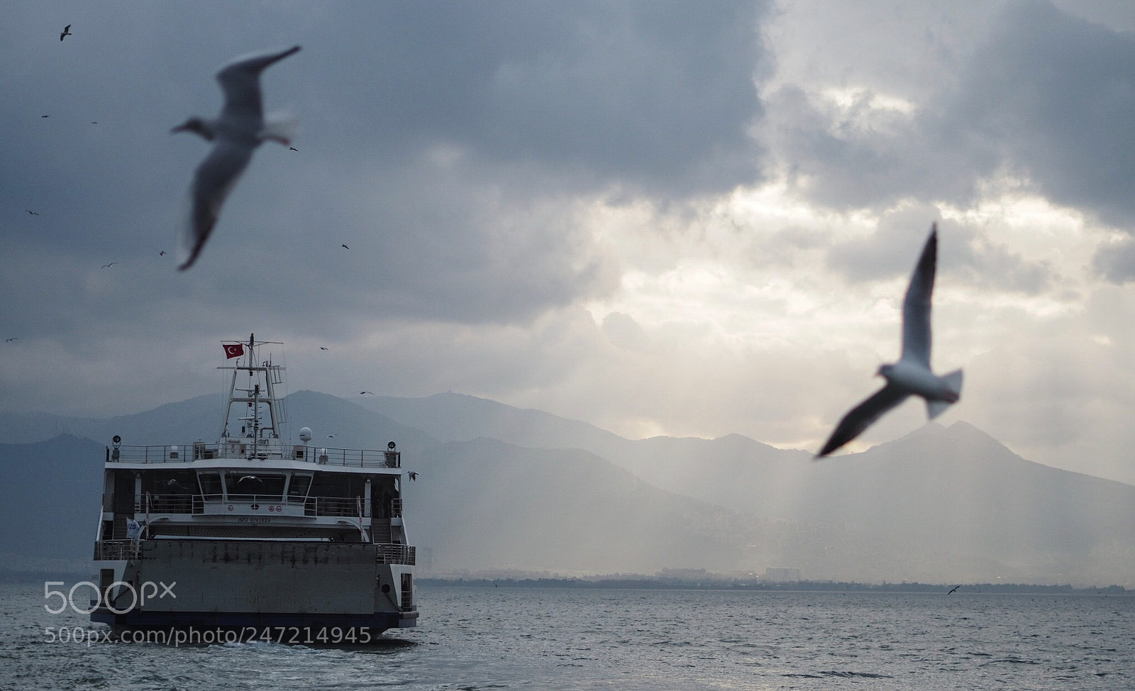 Olympus OM-D E-M10 sample photo. Seagulls photography