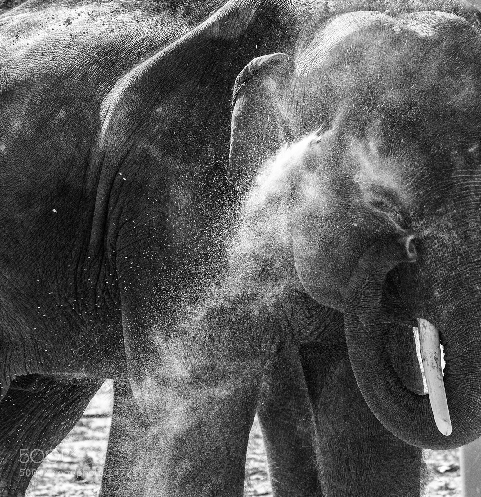 Nikon D610 sample photo. Elephant photography