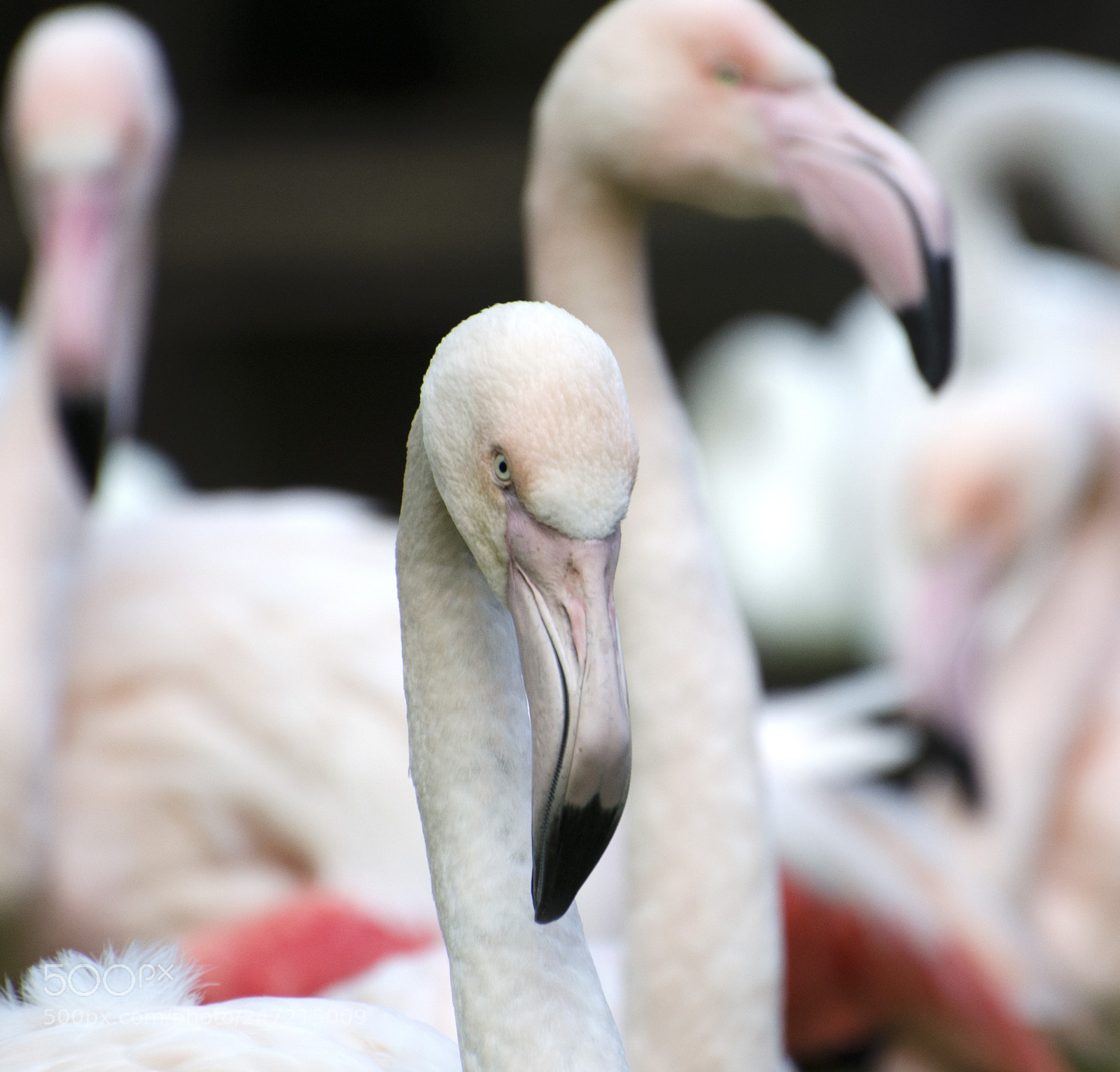 Nikon D5100 sample photo. Flamingo in burgers zoo photography