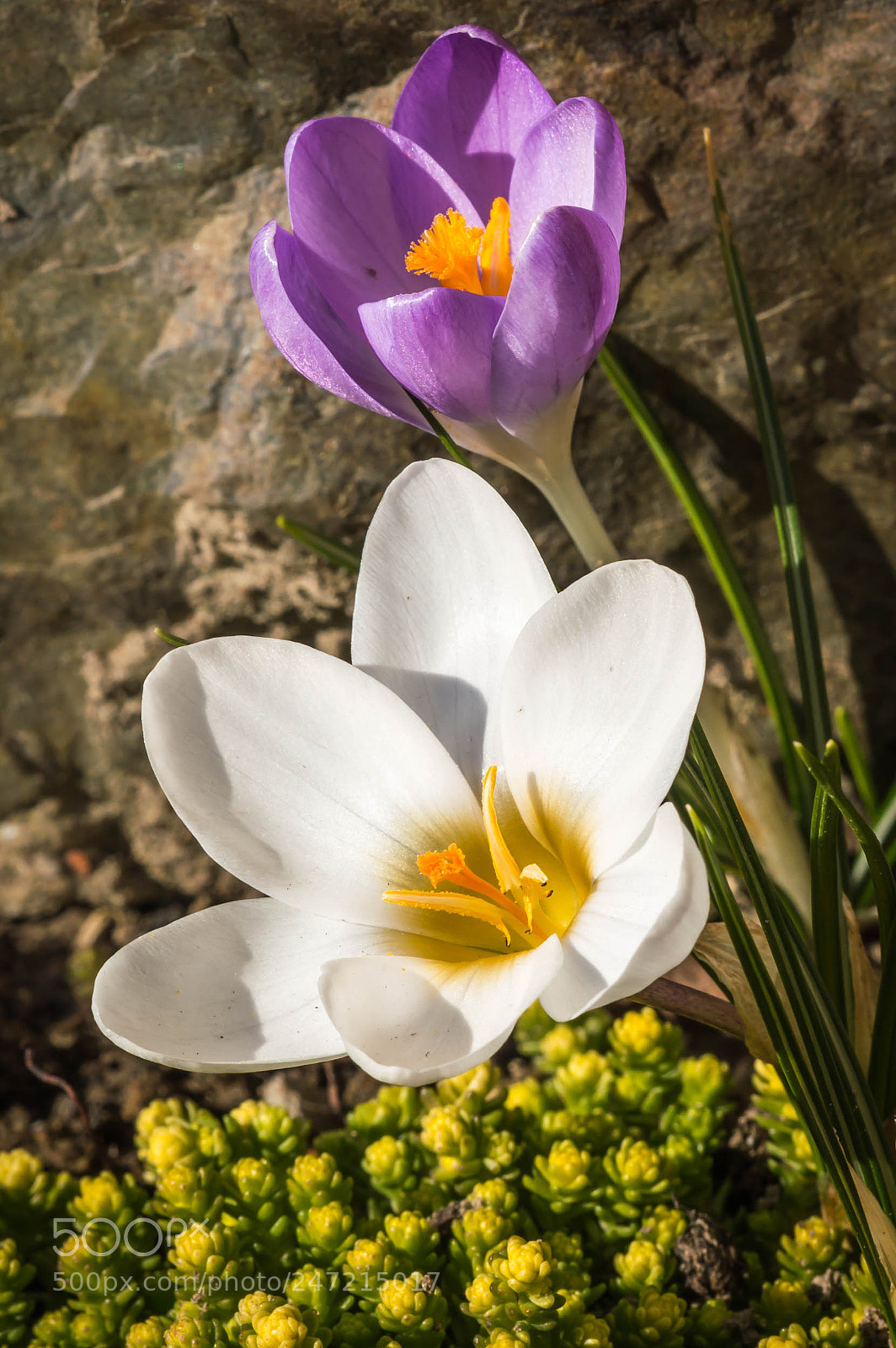 Nikon D3200 sample photo. Krokuses photography