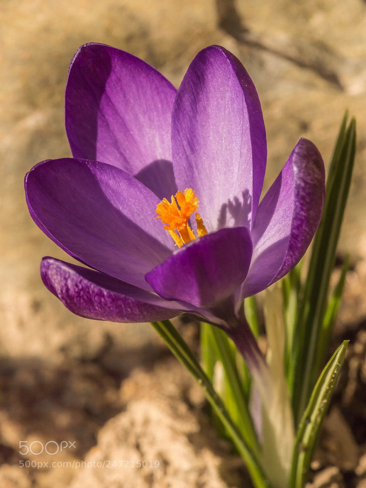 Nikon D3200 sample photo. Krokus photography