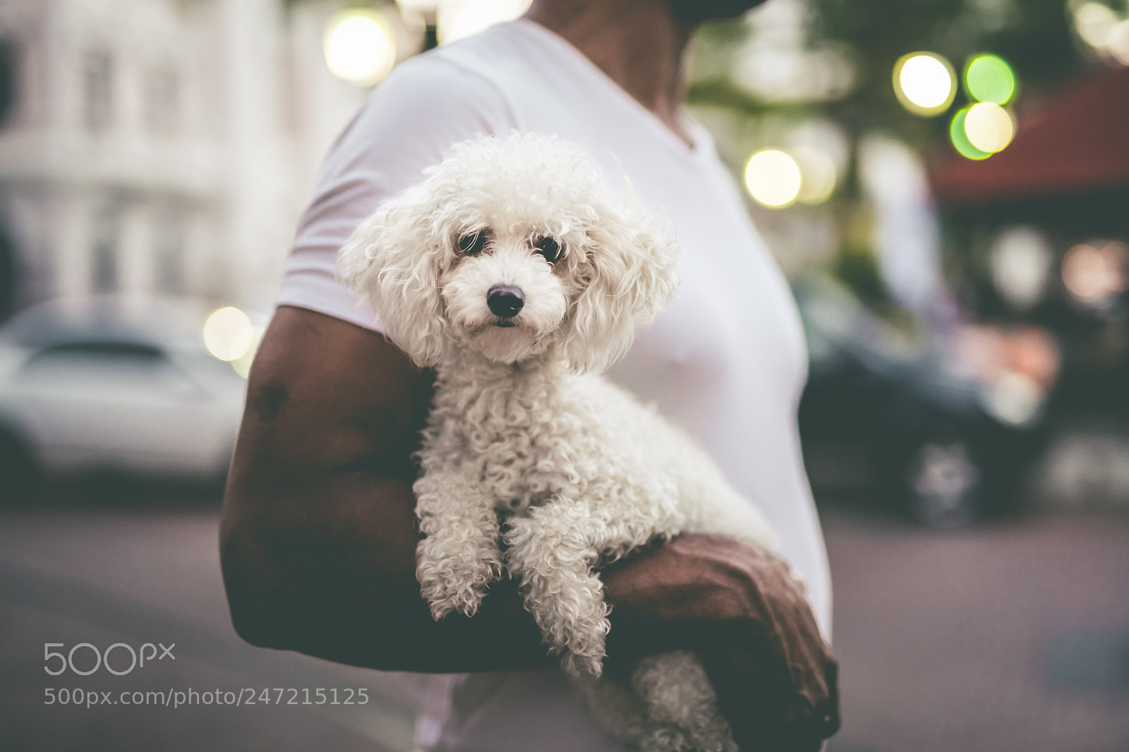 Nikon D850 sample photo. Sweetheart [panama] photography