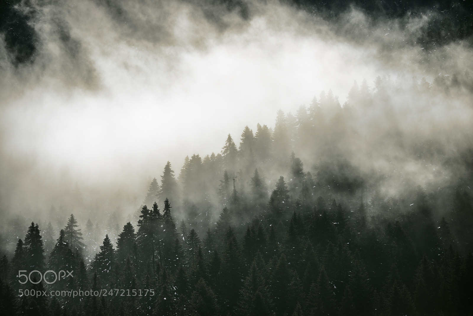 Nikon D600 sample photo. Fog in the trees photography