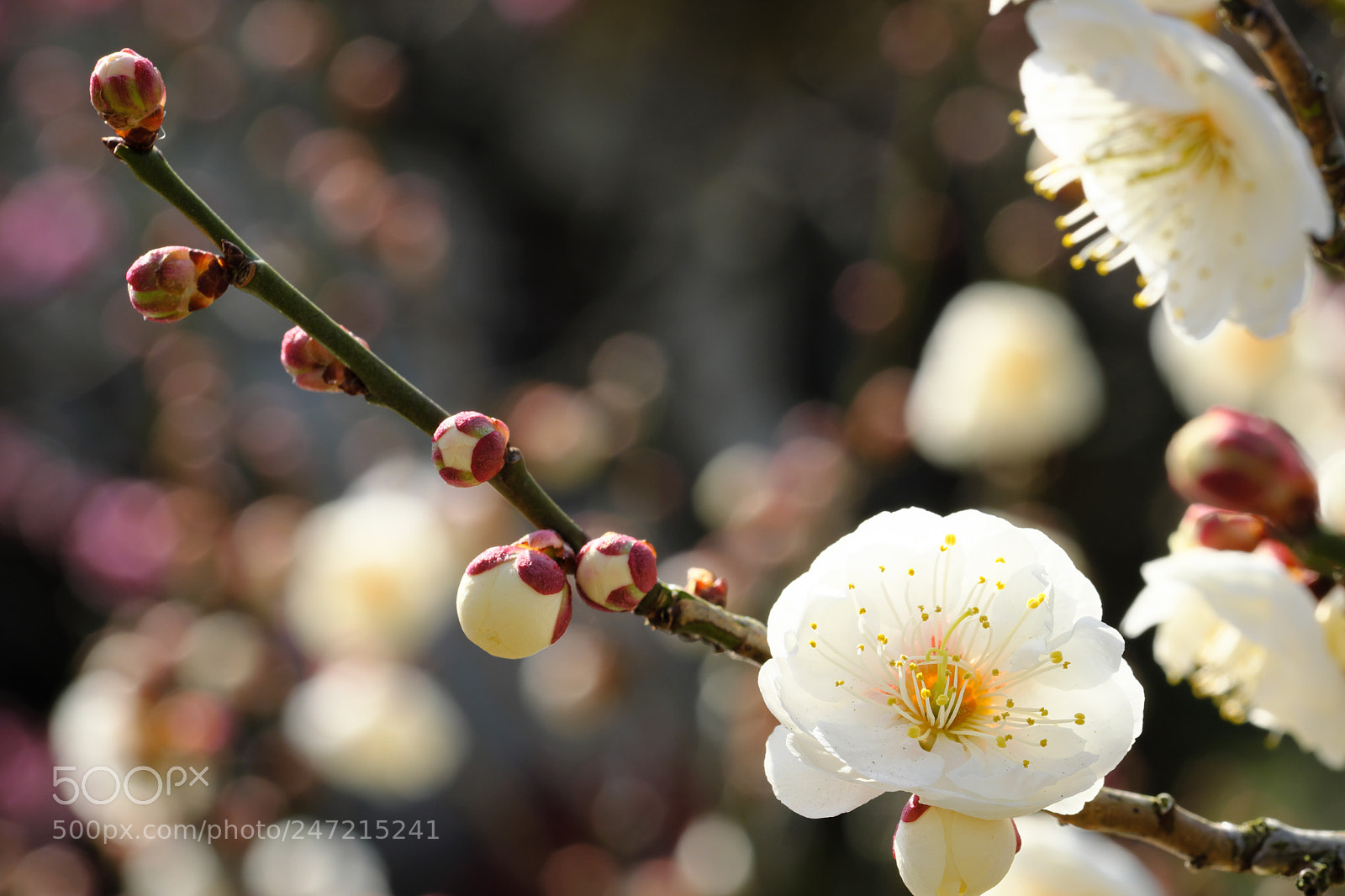 Fujifilm X-T2 sample photo. Early spring photography