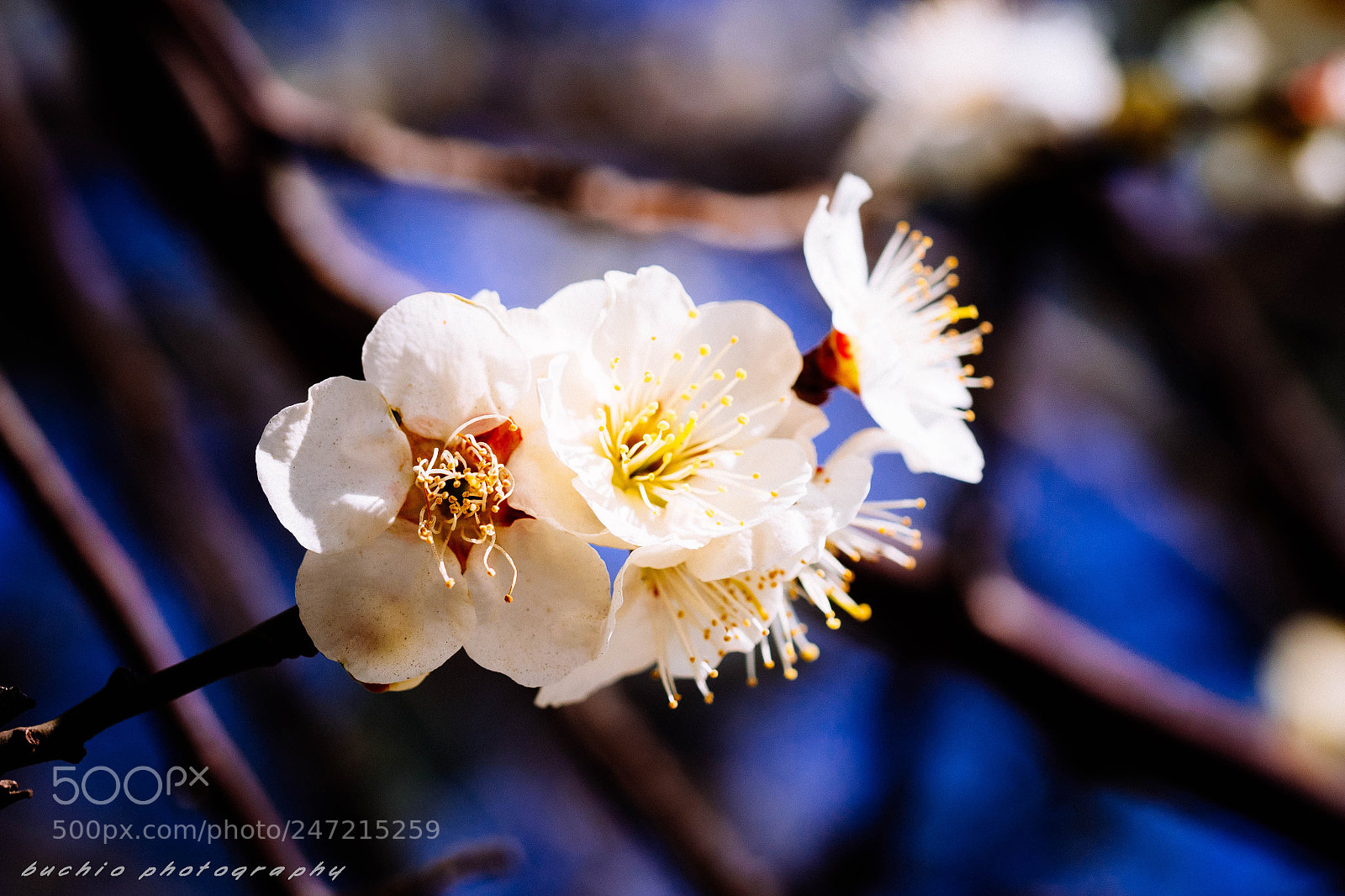 Olympus OM-D E-M1 sample photo. Japanese apricot photography