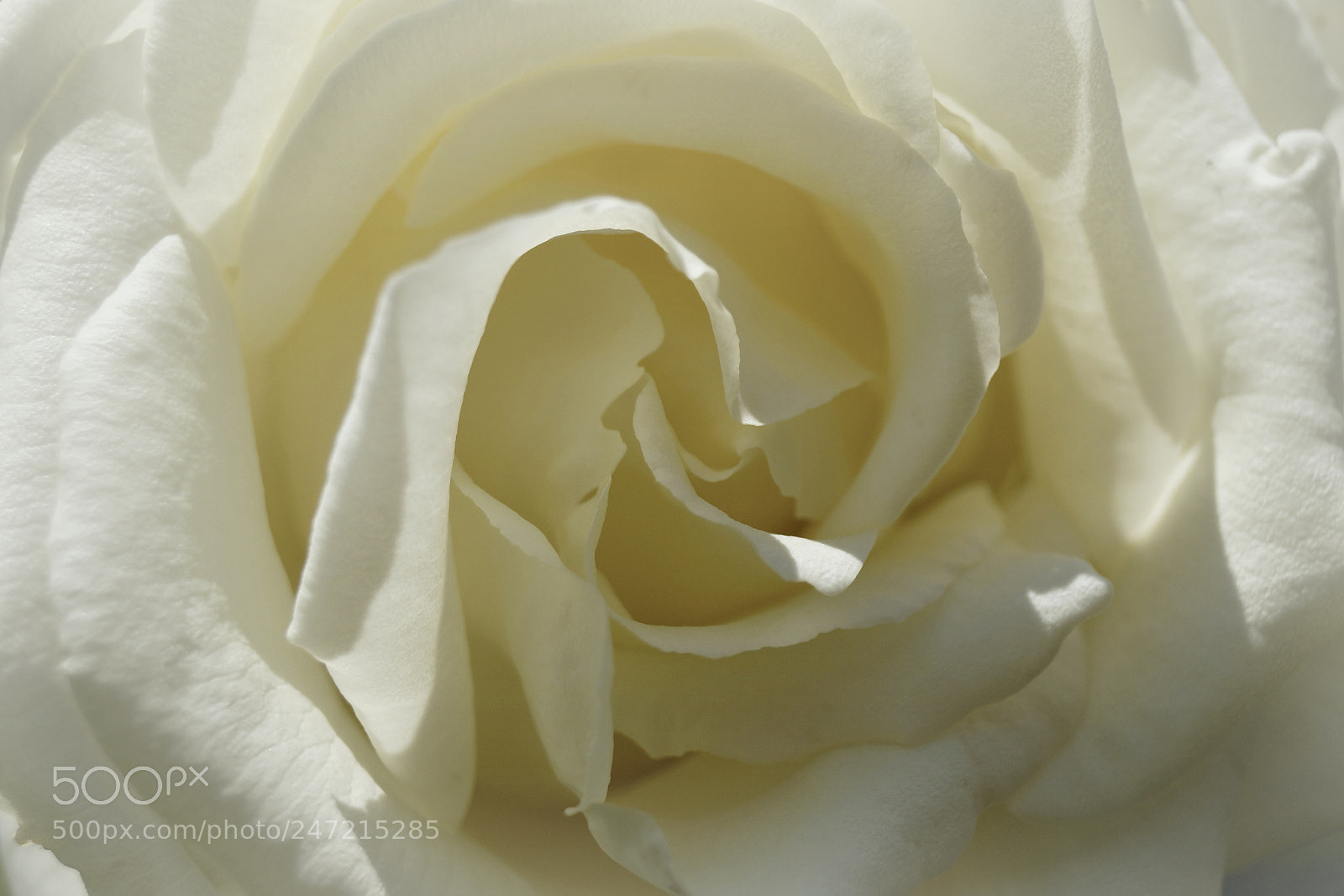 Sony SLT-A58 sample photo. White rose photography
