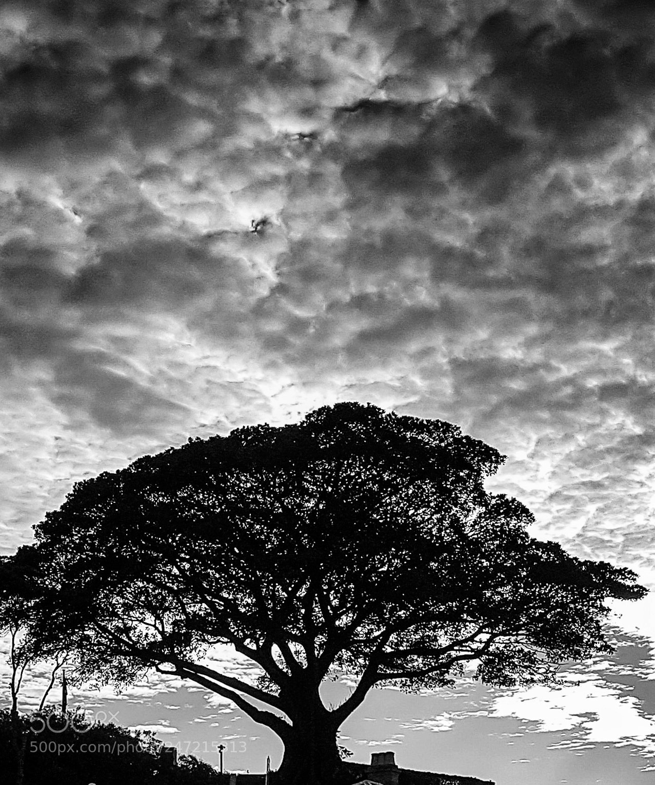 Samsung Galaxy S7 Edge sample photo. Majestic tree photography
