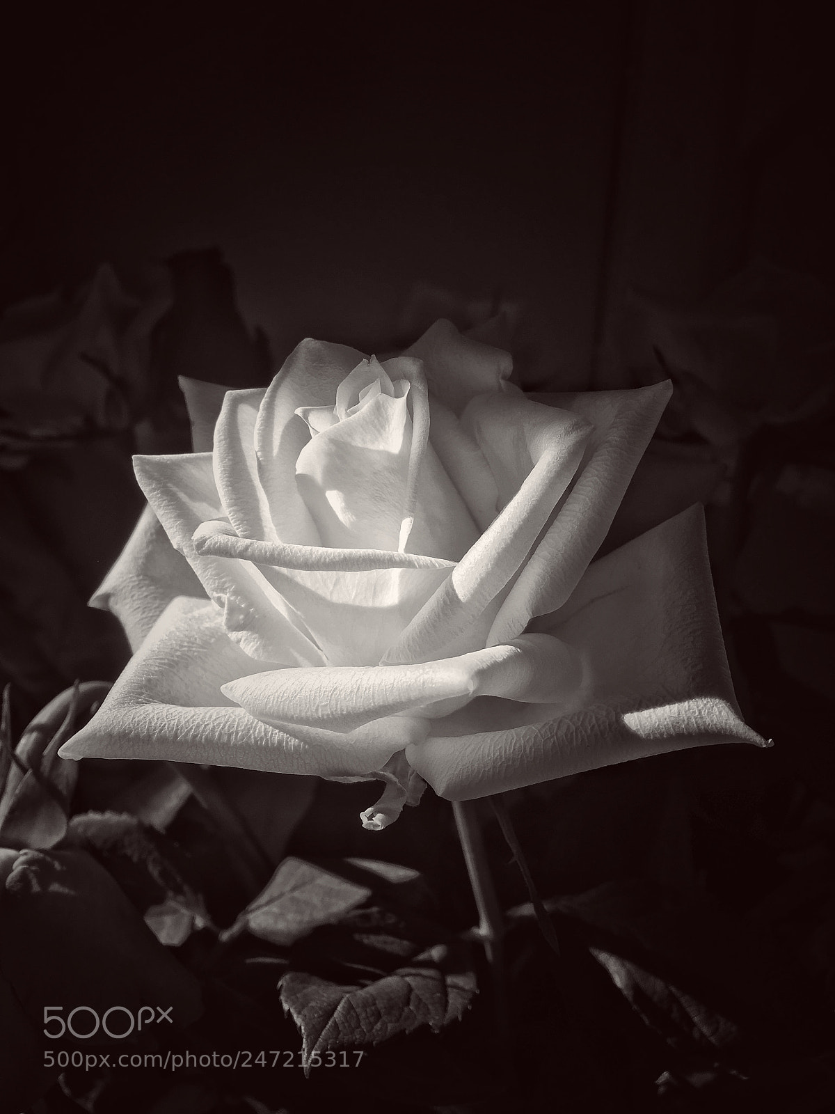 Apple iPhone 6s sample photo. Monochrome bloom photography