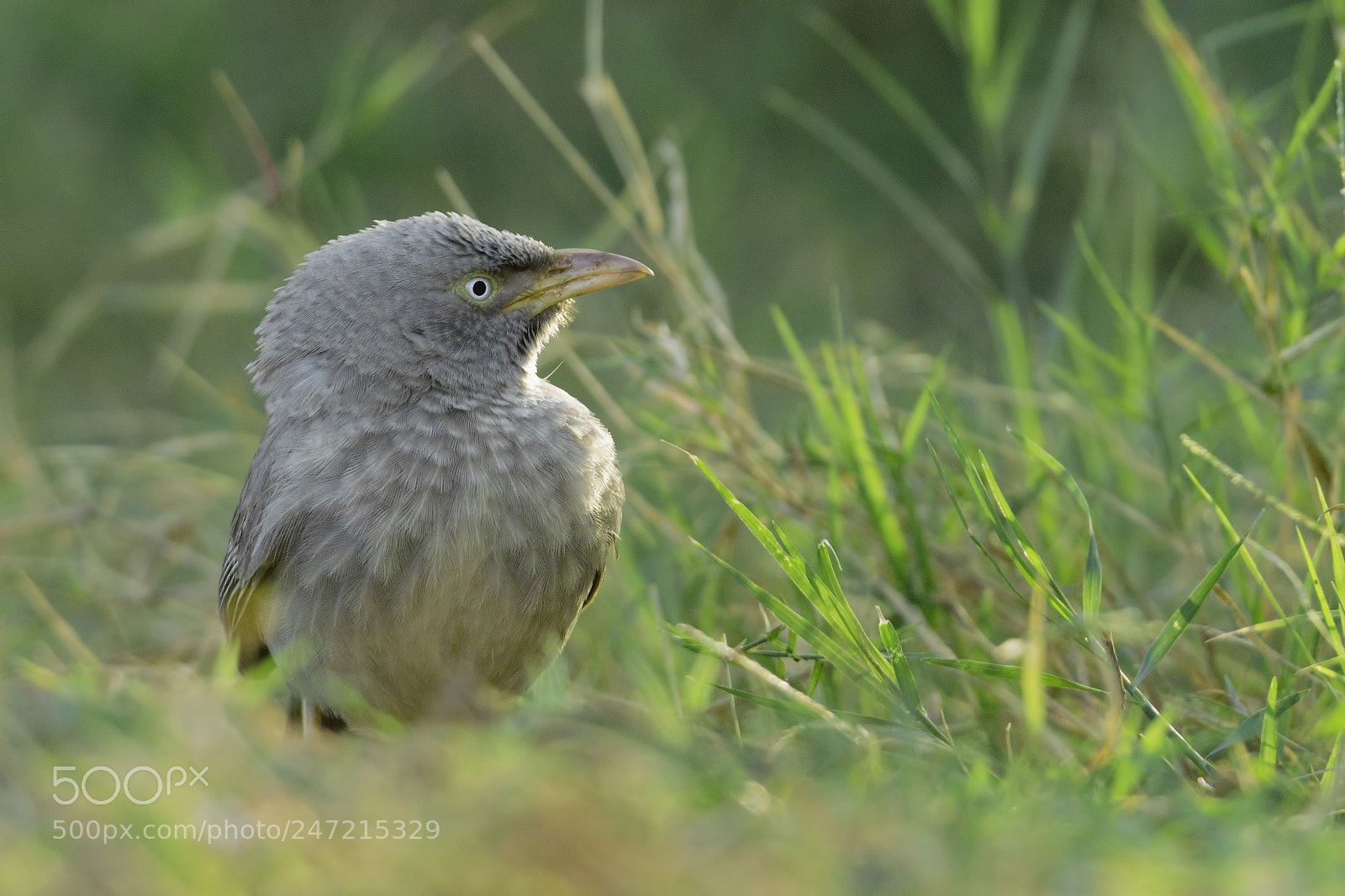 Canon EOS 7D Mark II sample photo. Jungle babbler photography