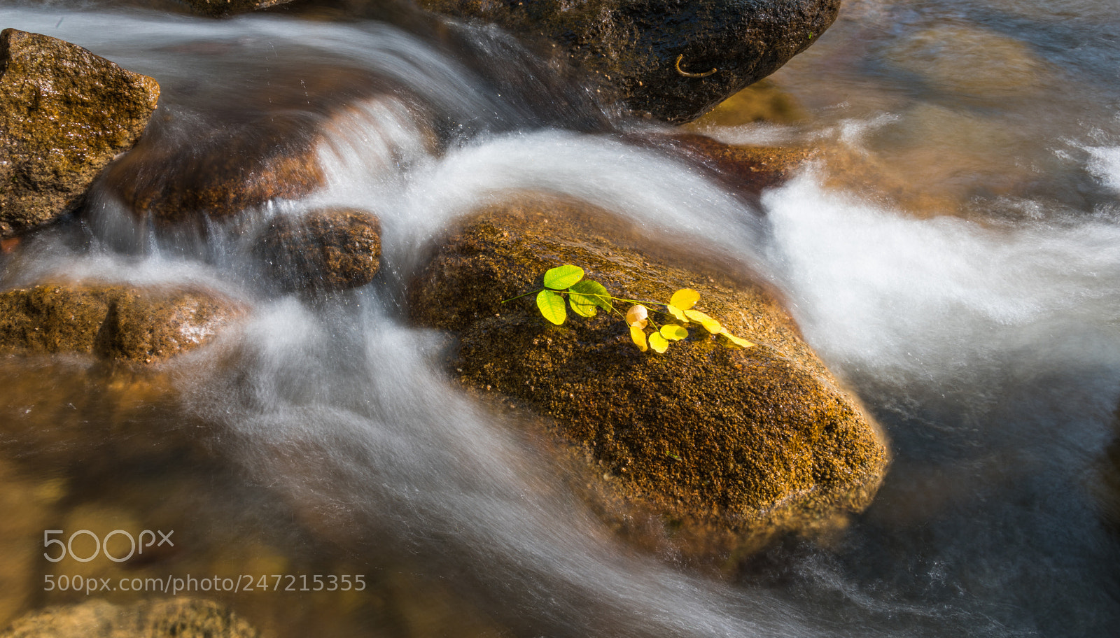 Nikon D810 sample photo. Falling leaves  photography