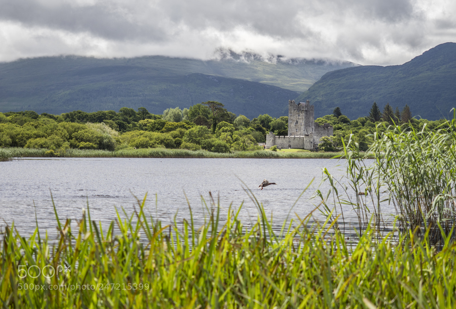 Olympus OM-D E-M1 Mark II sample photo. Ross castle killarney photography